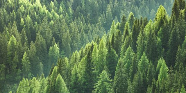 1EV 1TREE 1EV 1TREE
